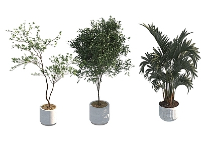 盆栽 家装绿植盆栽
