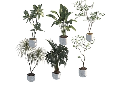 盆栽 家装绿植盆栽