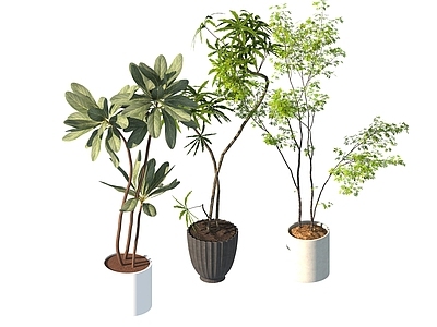 盆栽 家装绿植盆栽