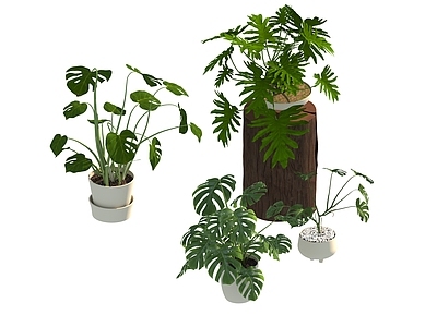 盆栽 家装绿植盆栽