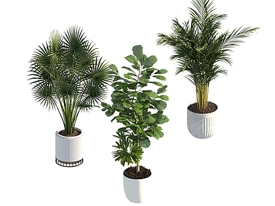 盆栽 家装绿植盆栽