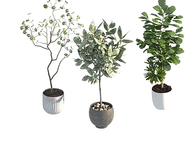 盆栽 家装绿植盆栽