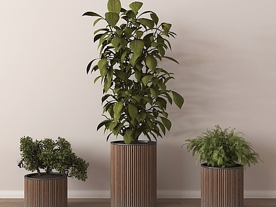 盆栽 盆栽盆景 植物盆栽组合