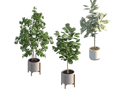 盆栽 家装绿植盆栽