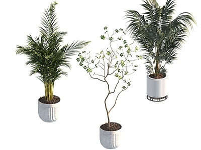 盆栽 家装绿植盆栽