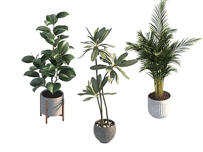 盆栽 家装绿植盆栽