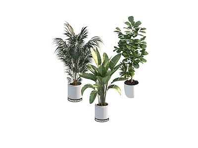 盆栽 家装绿植盆栽
