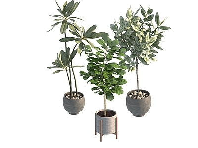 盆栽 家装绿植盆栽
