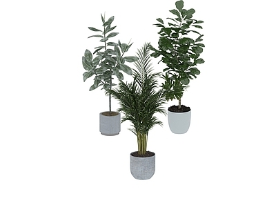 盆栽 家装绿植盆栽