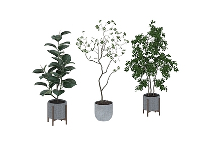 盆栽 家装绿植盆栽
