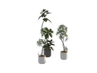 盆栽 家装绿植盆栽