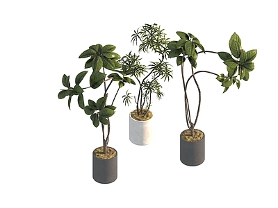 盆栽 家装绿植盆栽