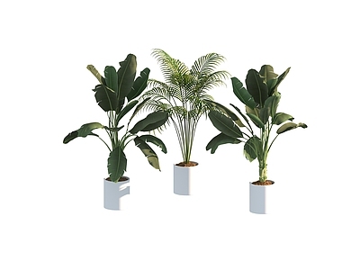 盆栽 家装绿植盆栽
