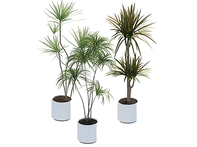 盆栽 家装绿植盆栽