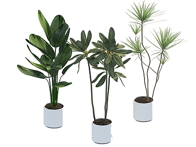 盆栽 家装绿植盆栽