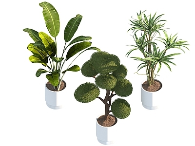 盆栽 家装绿植盆栽