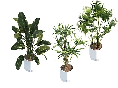 盆栽 家装绿植盆栽