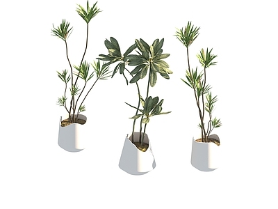 盆栽 家装绿植盆栽