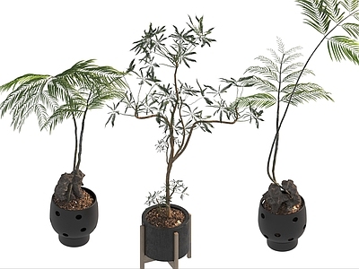 盆栽 家装绿植盆栽