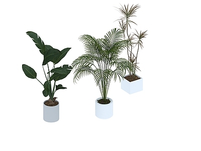 盆栽 家装绿植盆栽