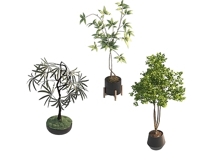 盆栽 家装绿植盆栽