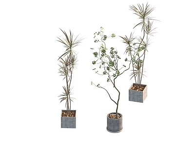 盆栽 家装绿植盆栽