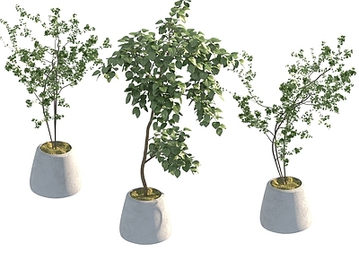 盆栽 家装绿植盆栽