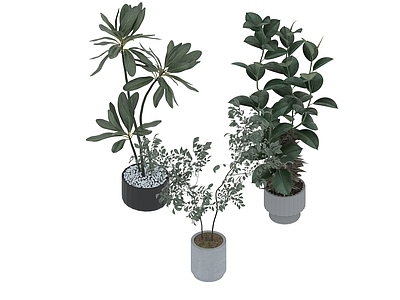 盆栽 家装绿植盆栽
