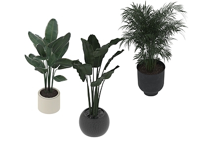 盆栽 家装绿植盆栽