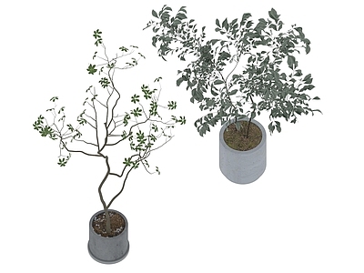 盆栽 家装绿植盆栽