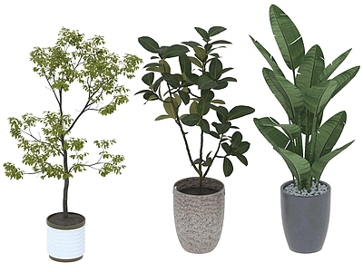 盆栽 家装绿植盆栽