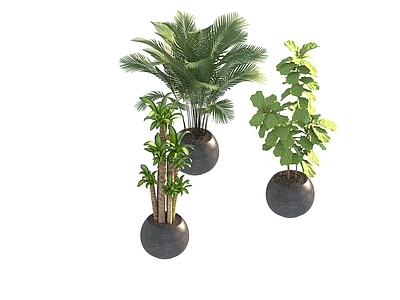 盆栽 家装绿植盆栽
