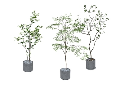 盆栽 家装绿植盆栽
