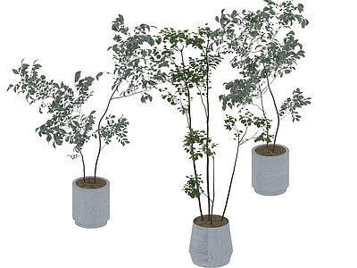 盆栽 家装绿植盆栽