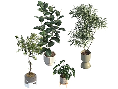 盆栽 家装绿植盆栽