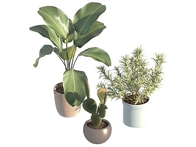 盆栽 家装绿植盆栽