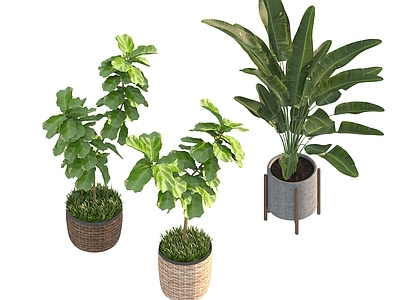 盆栽 家装绿植盆栽