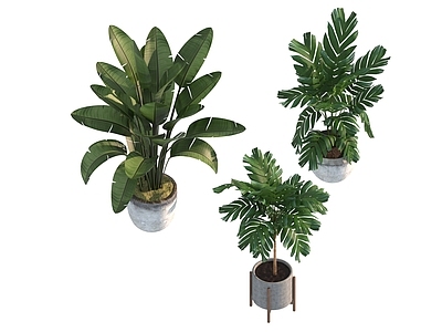 盆栽 家装绿植盆栽
