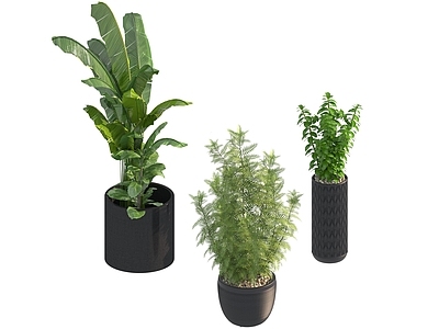 盆栽 家装绿植盆栽