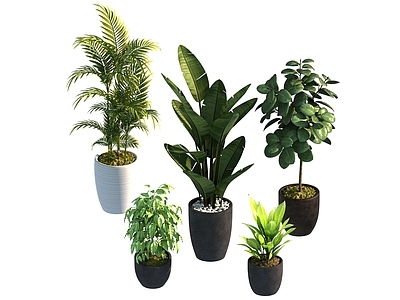 盆栽 家装绿植盆栽