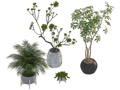 盆栽 家装绿植盆栽