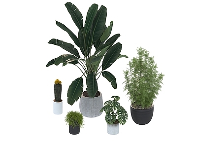 盆栽 家装绿植盆栽