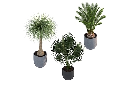 盆栽 家装绿植盆栽