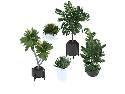 盆栽 家装绿植盆栽