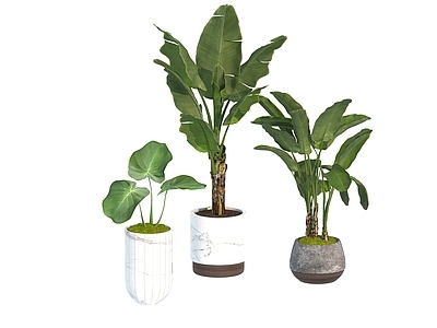 盆栽 家装绿植盆栽