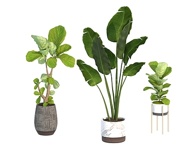 盆栽 家装绿植盆栽