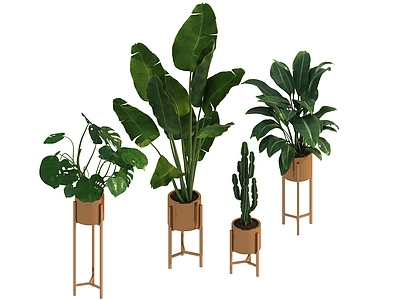 盆栽 家装绿植盆栽