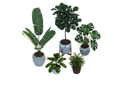盆栽 家装绿植盆栽