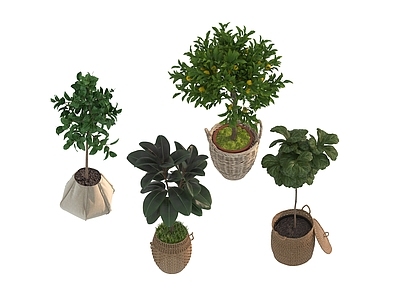 盆栽 家装绿植盆栽