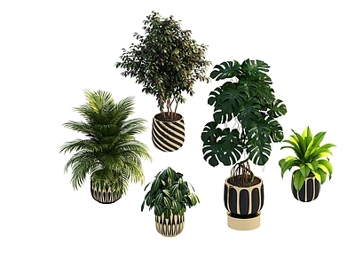 盆栽 家装绿植盆栽